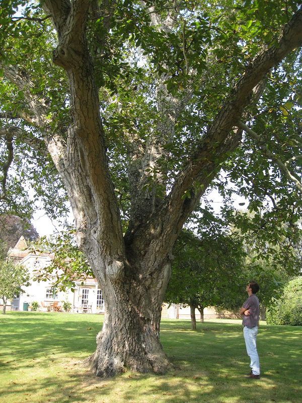 Restoring traditional orchards in Gloucestershire A giant walnut tree in Wiltshire